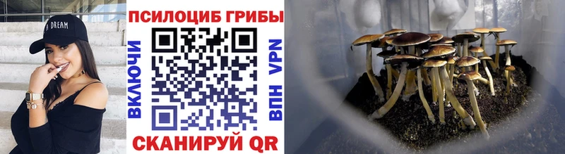 Псилоцибиновые грибы Psilocybine cubensis  наркота  ОМГ ОМГ вход  Братск 